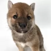 柴犬(標準サイズ)