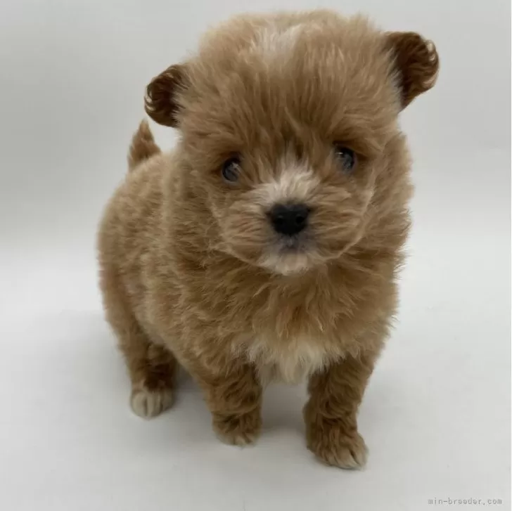 ID:2401-01001の子犬