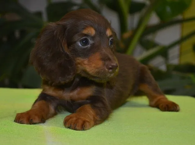 ID:1408-01021の子犬