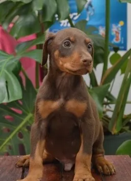 ID:1403-01049の子犬