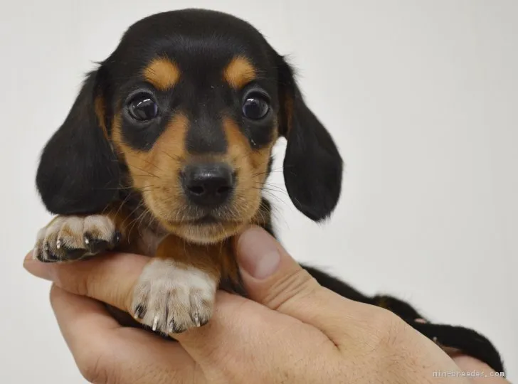 ID：2002-01562の子犬