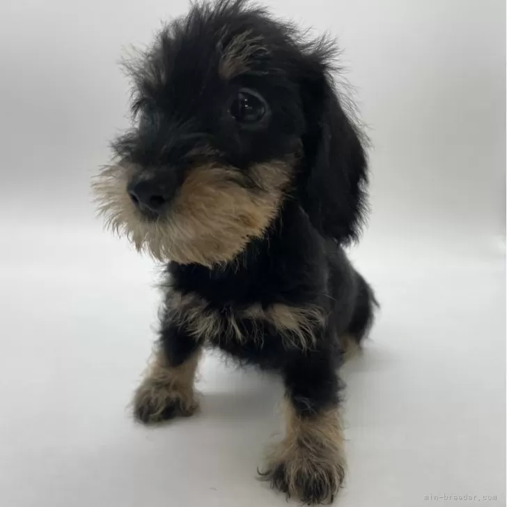 ID：2404-06492の子犬