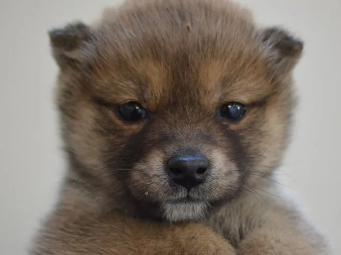 ID：1504-00604の子犬