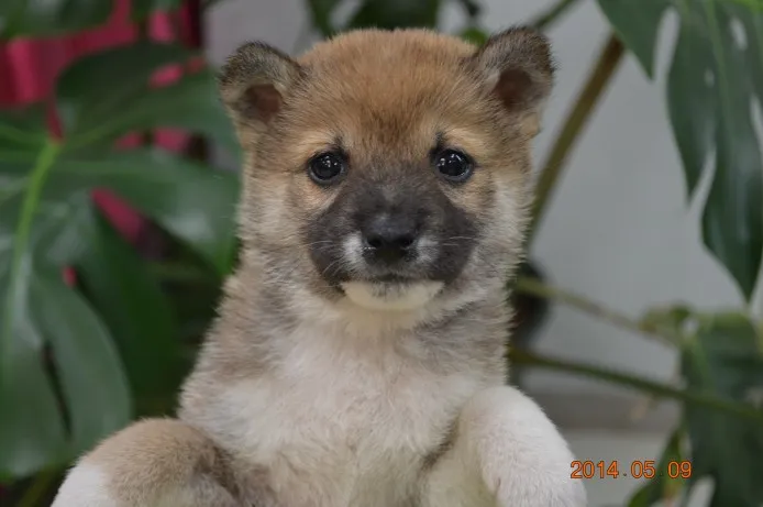 ID：1405-00415の子犬