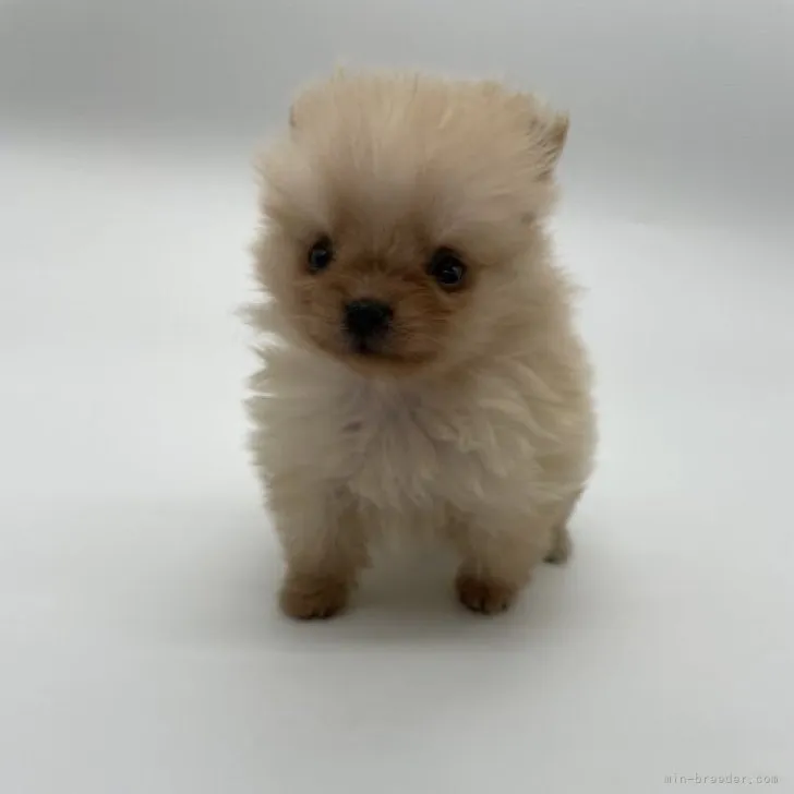 ID：2301-01484の子犬