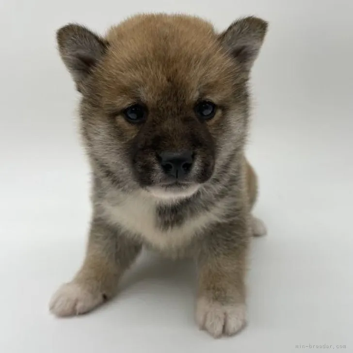 ID：2304-00063の子犬