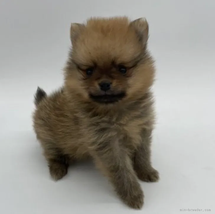 ID：2305-00596の子犬