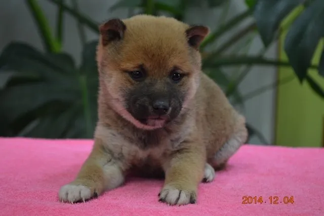 ID:1412-00214の子犬