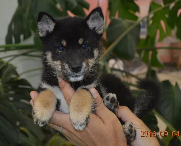 ID：1609-00269の子犬