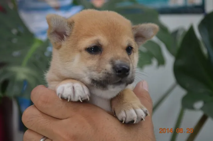 ID：1408-00317の子犬