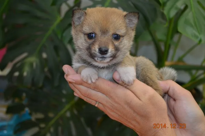 ID：1412-01041の子犬