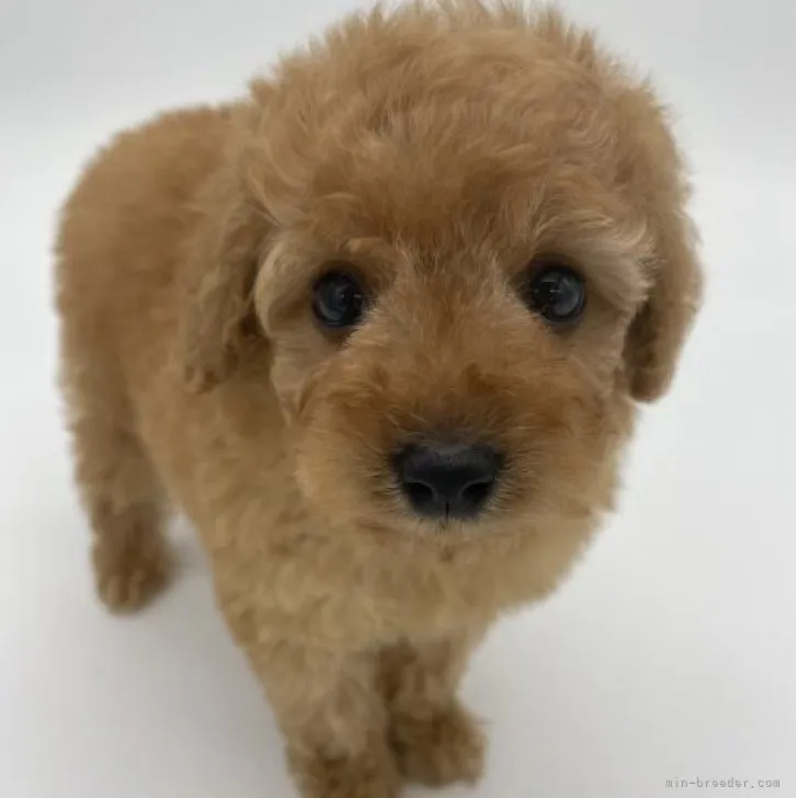 ID：2304-04074の子犬