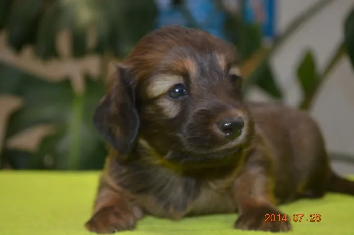 ID：1407-01054の子犬