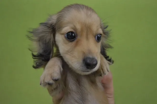 ID：1408-01024の子犬