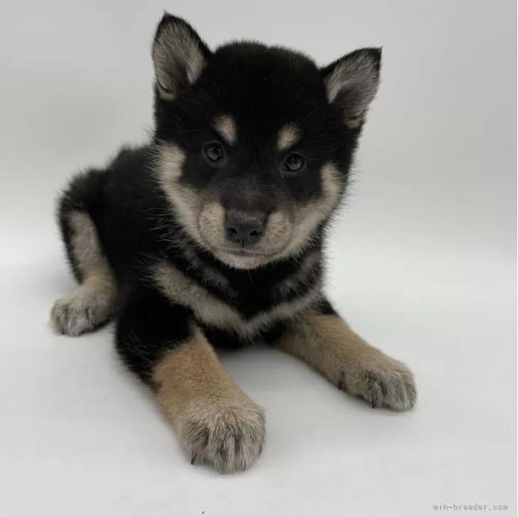 ID:2401-01000の子犬