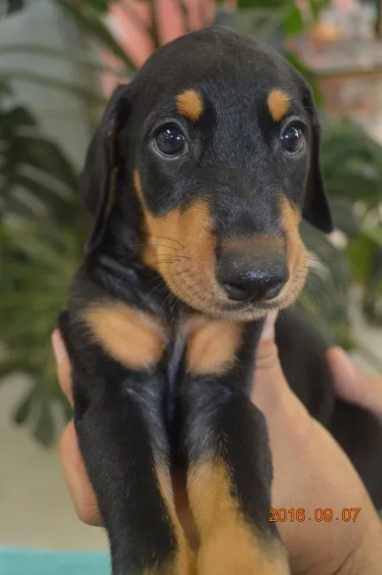 ID:1609-00524の子犬