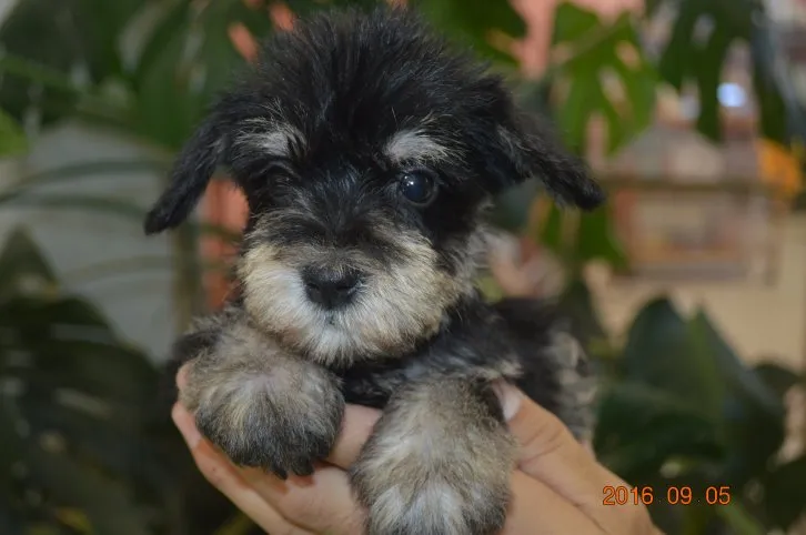ID:1609-00279の子犬