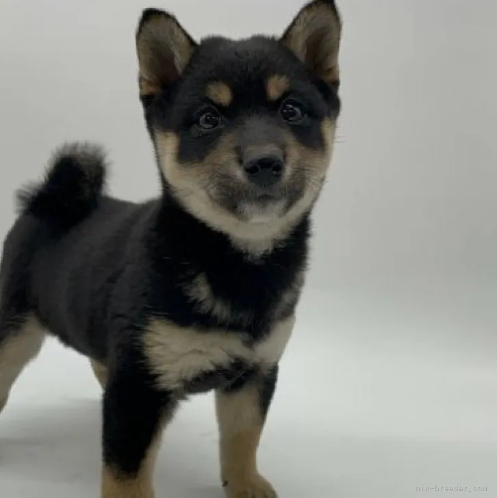 ID：2311-01492の子犬