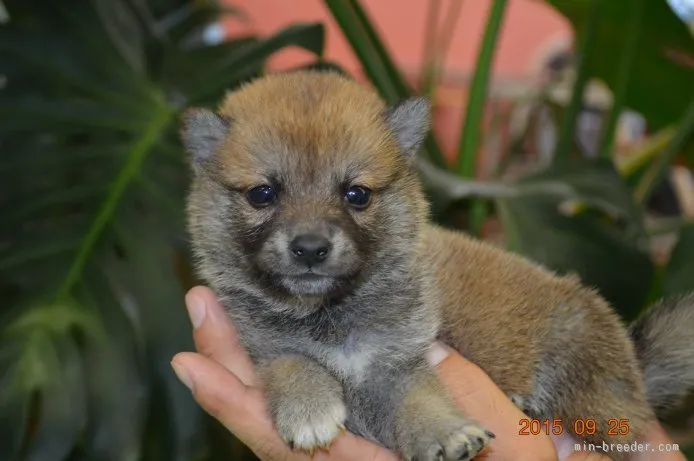 ID：1509-01449の子犬