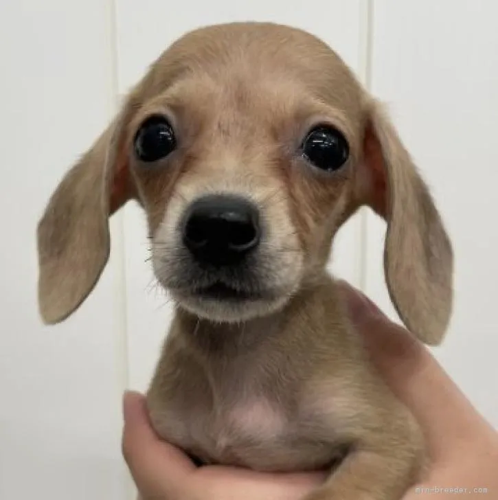 ID:2206-04065の子犬