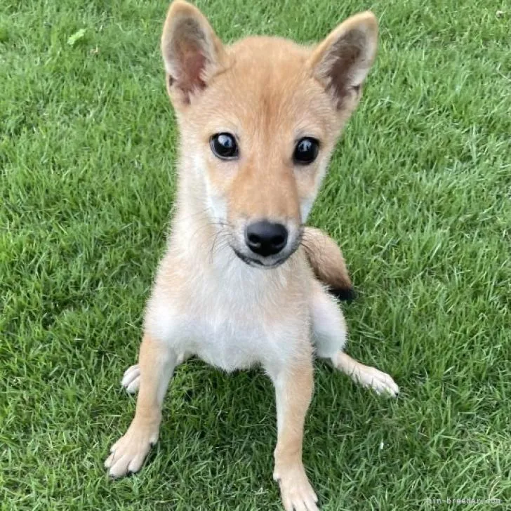 ID：2206-02044の子犬