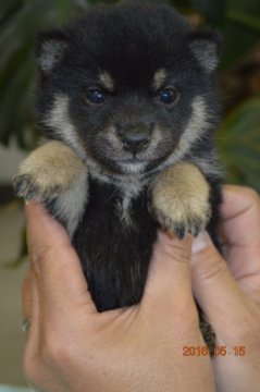 柴犬(豆柴)【千葉県・女の子・2016年4月10日・黒】の写真「」