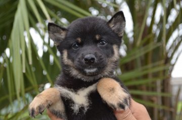 柴犬(標準サイズ)【千葉県・女の子・2019年7月7日・黒】の写真「小ぶりな女の子☆」