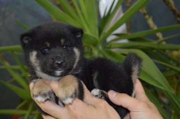 柴犬(標準サイズ)【千葉県・女の子・2016年1月21日・黒】の写真「」