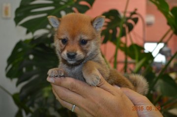 柴犬(豆柴)【千葉県・女の子・2015年7月19日・赤】の写真「」