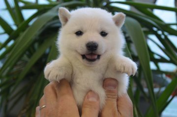 柴犬(標準サイズ)【千葉県・男の子・2016年1月20日・白】の写真「小粒な白柴ちゃんです☆」