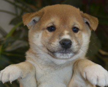 柴犬(標準サイズ)【千葉県・男の子・2016年10月7日・赤】の写真「」