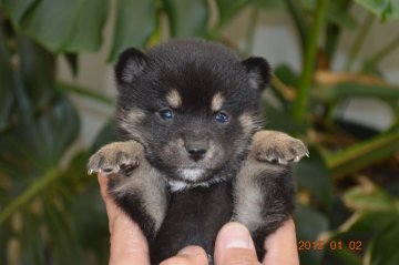 柴犬(豆柴)【千葉県・男の子・2014年11月30日・黒】の写真「」