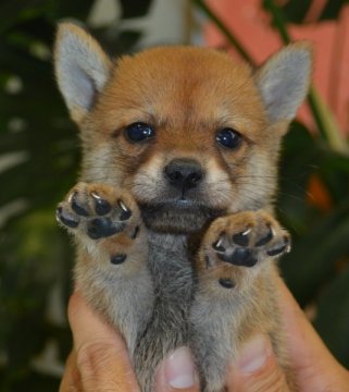 柴犬(豆柴)【千葉県・男の子・2015年7月19日・赤】の写真「」