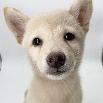 柴犬(標準サイズ)【千葉県・女の子・2024年8月3日・白】の写真「人懐っこい白柴姉妹」
