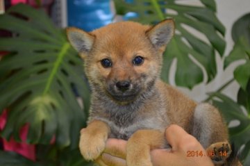 柴犬(豆柴)【千葉県・男の子・2014年4月11日・赤】の写真「」