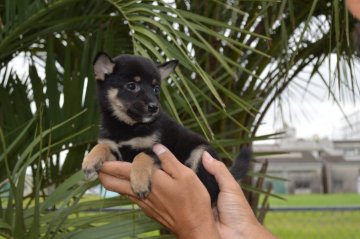 柴犬(豆柴)【千葉県・女の子・2019年7月16日・黒】の写真「黒毛が自慢の女の子☆」