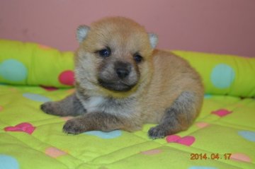 柴犬(豆柴)【千葉県・女の子・2014年3月28日・赤】の写真「」