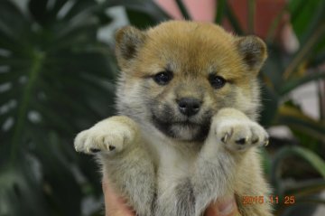 柴犬(標準サイズ)【千葉県・女の子・2015年10月20日・赤】の写真「」