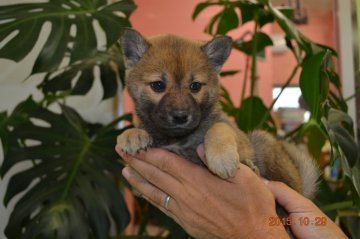 柴犬(標準サイズ)【千葉県・男の子・2015年9月12日・赤】の写真「」
