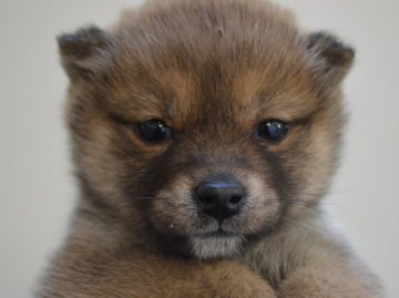 柴犬(豆柴)【千葉県・女の子・2015年1月26日・赤】の写真「」
