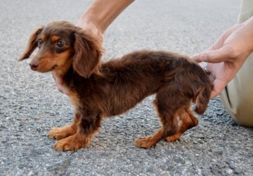 ミニチュアダックスフンド(ロング)【千葉県・女の子・2013年4月28日・チョコレート&タン】の写真「ｓｕｐｅｒ♪カニンヘンサイズ」