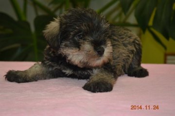 ミニチュアシュナウザー【千葉県・男の子・2014年10月14日・ソルト&ペッパー】の写真「良血統☆」
