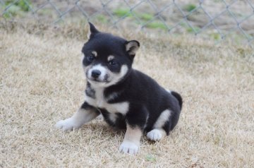 柴犬(標準サイズ)【千葉県・女の子・2020年1月11日・黒】の写真「小ぶりな女の子♪」