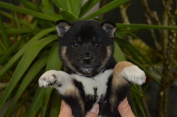 柴犬(標準サイズ)【千葉県・女の子・2016年1月31日・黒】の写真「小ぶりな女の子です♪」