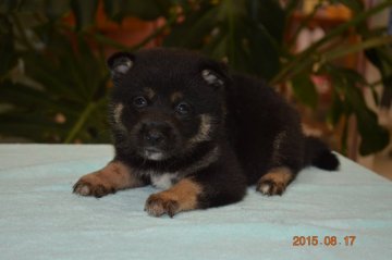柴犬(標準サイズ)【千葉県・男の子・2015年7月13日・黒】の写真「」