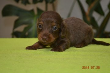 ミニチュアダックスフンド(ロング)【千葉県・女の子・2014年7月7日・チョコレート&タン】の写真「」