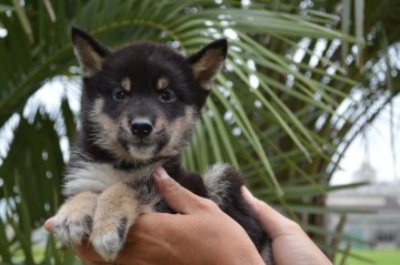 柴犬(標準サイズ)【千葉県・男の子・2019年7月7日・黒】の写真「人懐っこい男の子☆」