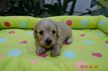 ミニチュアダックスフンド(ロング)【千葉県・女の子・2014年3月20日・ピュアクリーム】の写真「」