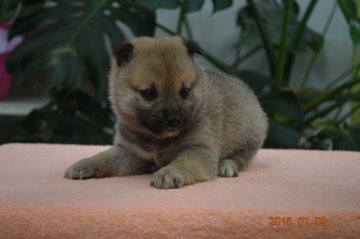 柴犬(豆柴)【千葉県・男の子・2014年12月1日・赤】の写真「」