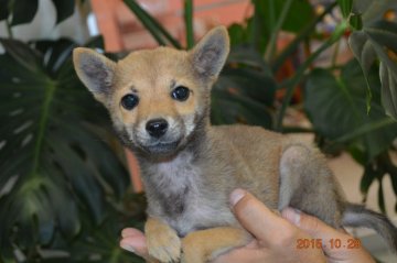 柴犬(豆柴)【千葉県・男の子・2015年7月19日・赤】の写真「」